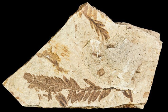 Metasequoia Fossil Plate - Cache Creek, BC #110901